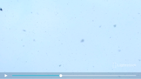 snow falling toward the camera